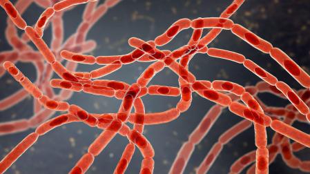 Bacterias ‘Bacillus anthracis’, las causantes de la enfermedad del ántrax