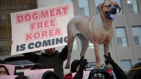 Corea del Sur prohíbe el consumo de carne de perro a partir de 2027