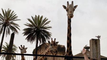 La jirafa 'Jerez' en el Zoo.
