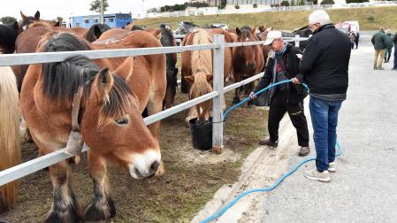 Animales en la pasada feria caballar de octubre./