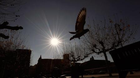 Un grupo de palomas, en una jornada de frío intenso en Pamplona