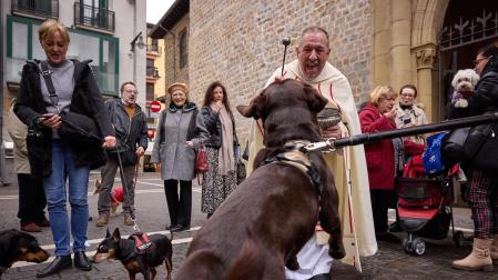Bendición de animales por San Antón en la iglesia de San Nicolás de Pamplona.