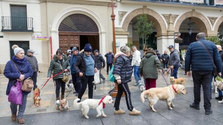 Celebración de la festividad de San Antón en Tudela.
