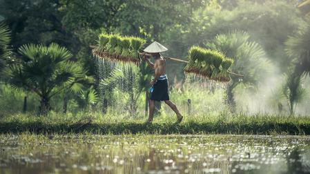 Un agricultor, en un campo de arroz