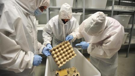 La colonia de grillos que había en las instalaciones de Nutrinsect Spain se tuvo que vender.