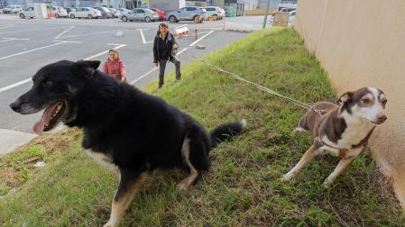 Perros en el refugio de Egapeludos en una imagen reciente