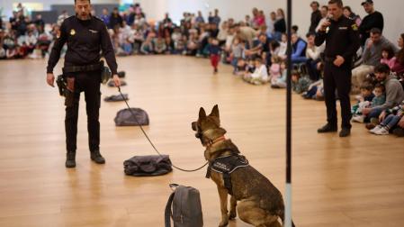 El perro Chus de la unidad canina de la Policía Nacional durante uno de los ejercicios.