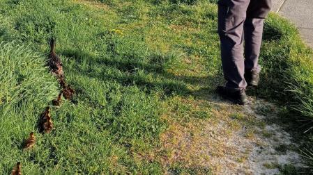 La imagen de la pata y sus patitos, mientras cruzaban la PA-30