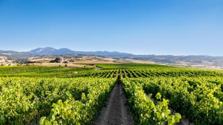La Bodega Marco Real está ubicada en Olite.