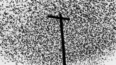 ‘Pájaros en el poste’, realizada en la carretera a Guanajuato (México), en 1990.