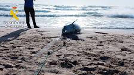 Imagen del delfín que ha aparecido en una playa de Valencia