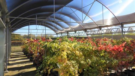 Variedad vegetal de vid