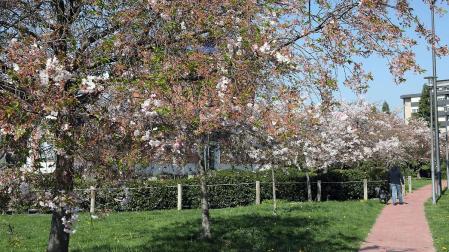 El suceso ocurrió en un camino del parque de Yamaguchi, en Pamplona