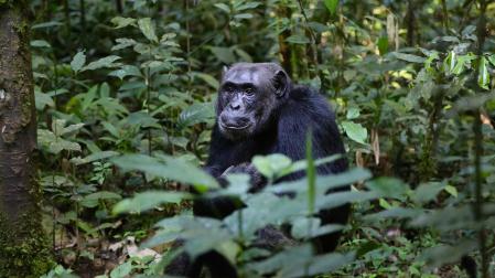 Imagen de archivo de un chimpancé