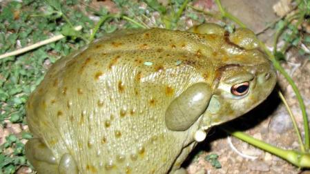 Sapo del desierto de Sonora