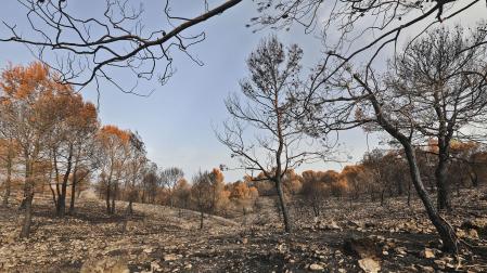 Un bosque quemado tras un incendio forestal en Alicante