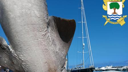 Tiburón hallado en Alicante