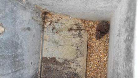 Un ratón, en un depósito de granos para alimentar gallinas en una casa del norte.