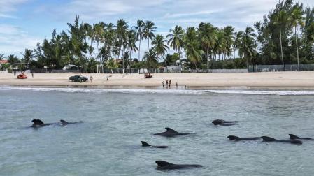Las ballenas, varadas cerca de la playa de Pititinga