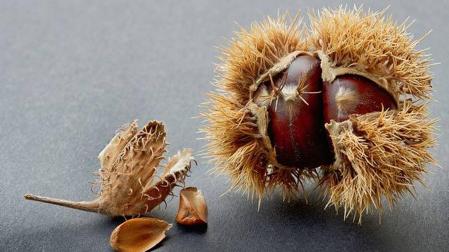 Hayucos, el fruto de hayas que ha abundado este invierno pasado