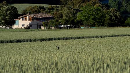 Campo de trigo en Labeaga