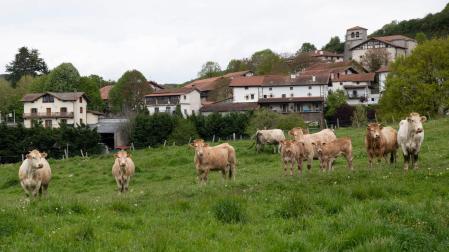 El Departamento de Desarrollo Rural y Medio Ambiente subvencionará con 13,5 millones de euros las inversiones que aumenten la competitividad del sector agroganadero