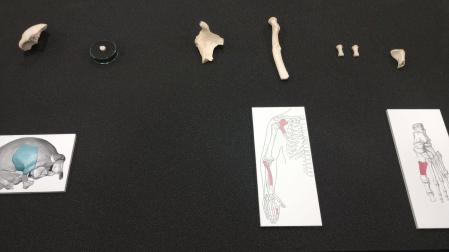 Restos humanos de una neandertal hallados en la cueva de Karranza en Vizcaya