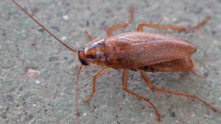 Un ejemplar de Blattella germánica o cucaracha rubia