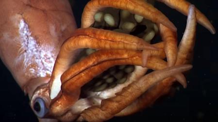 Especie desconocida de calamar descubierta en el Golfo de California