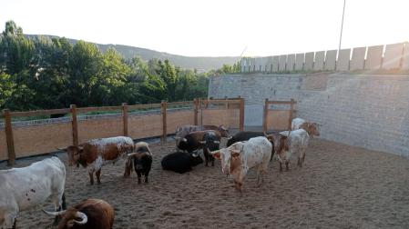 Los toros de la Palmosilla, ajenos a la expectación, esperan en los corrales