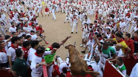 Vaquillas en la plaza de toros de Pamplona tras el segundo encierro de San Fermín 2024. |