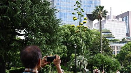Un turista fotografía la planta del agave amarillo en el parque de Tokio