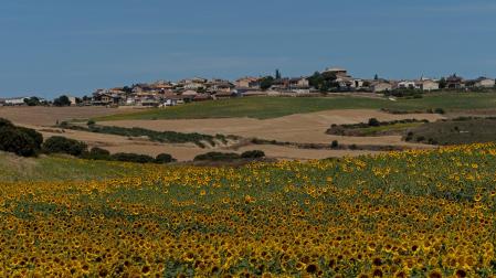 Campos de girasol en Oteiza de la Solana en este mes de julio.