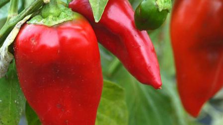 Pimientos del piquillo