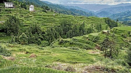 Los arrozales, verdes e infinitos