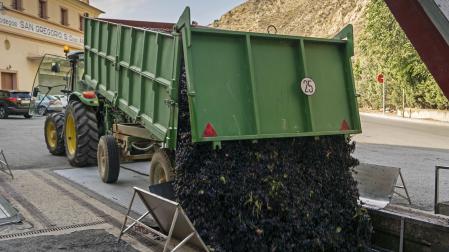 Un remolque descarga uva en la tolva de la cooperativa San Gregorio de Azagra