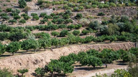 Árboles frutales en Almería