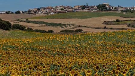 Campo de girasoles; al fondo, Oteiza de la Solana