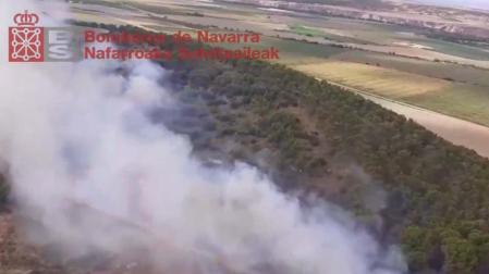 El fuego afecta a un pinar y los bomberos trabajan en su extinción