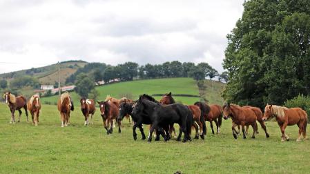 Varios equinos  trotan en libertad en una pradera en Santesteban