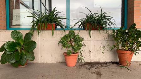Macetas con plantas ante un escaparate