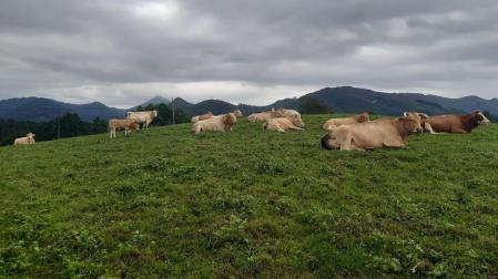 Un conjunto de vacas pastan en un prado de Urdax.