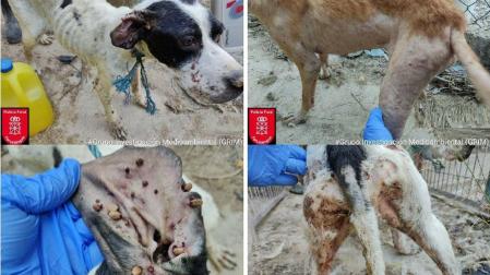 Algunos de los animales rescatados en Lodosa