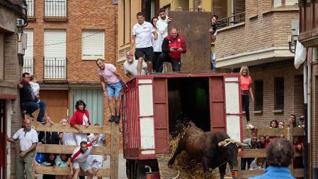 Fotos del primer toro ensogado de Lodosa./