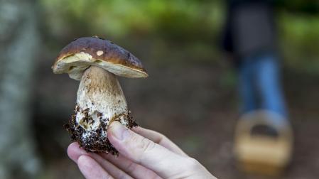Una persona muestra un hongo, recogido en un paraje cercano a Ultzama.