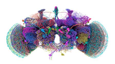 Mapa que muestra la ubicación y disposición precisas de las 50 neuronas más grandes del conectoma del cerebro de la mosca de la fruta