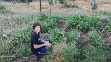 Nazaret Martin explica cómo evitar que los tomates se pudran en el huerto