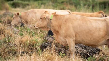 Imagen de varias vacas en el Pirineo