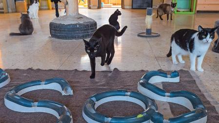 Varios gatos recogidos por la asociación Egapeludos de Estella