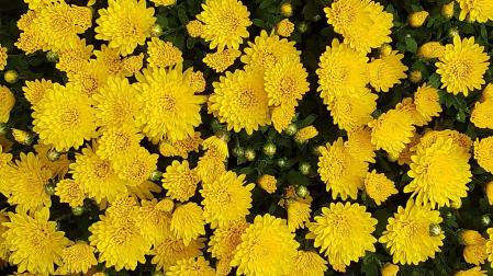 Crisantemo amarillo